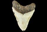Fossil Megalodon Tooth - North Carolina #108956-2